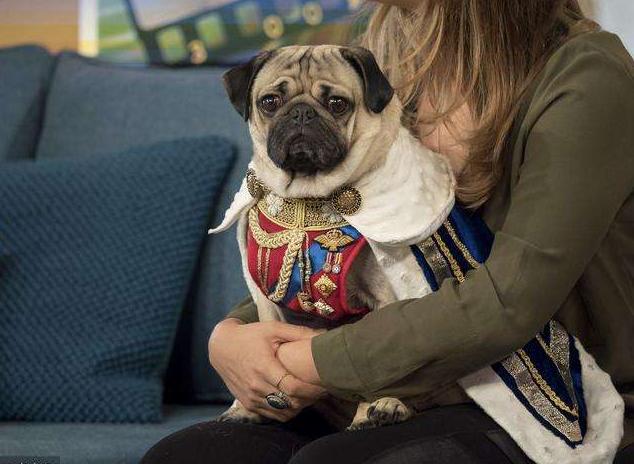 巴哥犬怎么训练，一年的巴哥犬训练方法（而是宠主没有做到这5点）