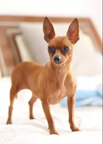 100多种狗价格表，各种狗及身价