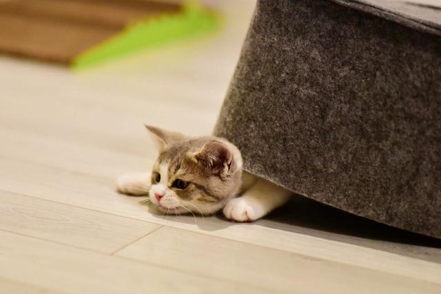 养猫的注意事项，养猫的注意事项大全（养猫专家告诉大家：猫咪的雷区）