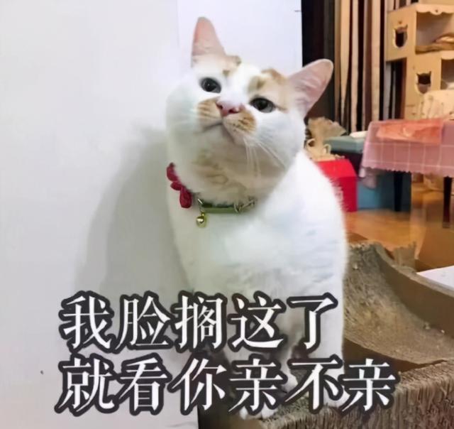 猫咪最长能活多久，，猫猫和人类年龄详细的换算表