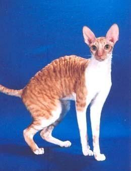 世界名猫品种，世界名猫品种大全