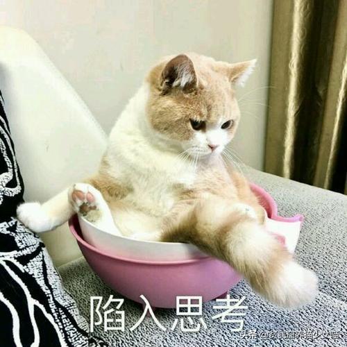 猫咪肛门腺怎么挤，猫咪的肛门腺为什么要挤（这部位可能出现什么问题）