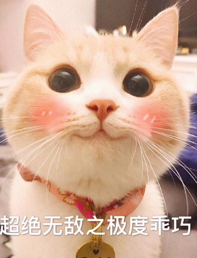 猫的五种性格，你知道猫咪也能大致被分为五种类型吗