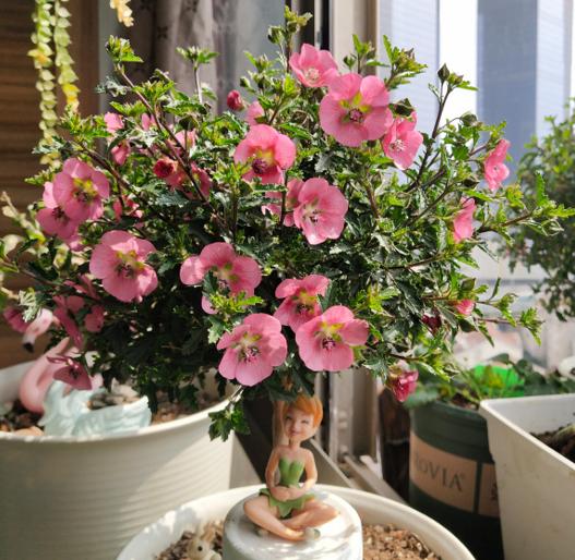 什么花一年四季都开花，一年四季都会开花的植物（一年四季花香不断）