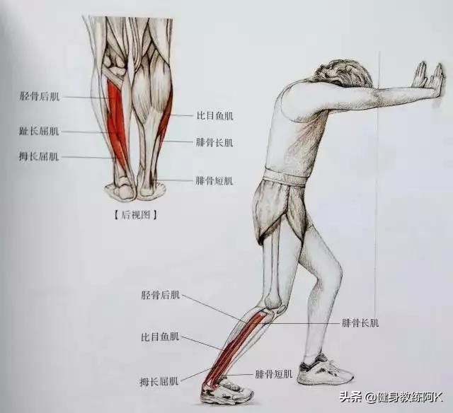 防止小腿变肌肉腿的拉伸动作，跑后7大拉伸动作