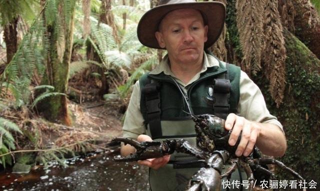 最大巨型淡水龙虾，澳大利亚巨型淡水龙虾巨大无比