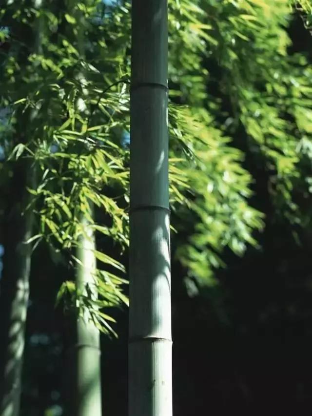 梅兰竹菊的诗句，梅兰竹菊诗词十首