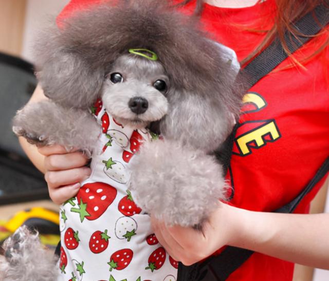 正确抱泰迪姿势图，泰迪能天天抱着吗（泰迪“讨厌”的5种抱法）