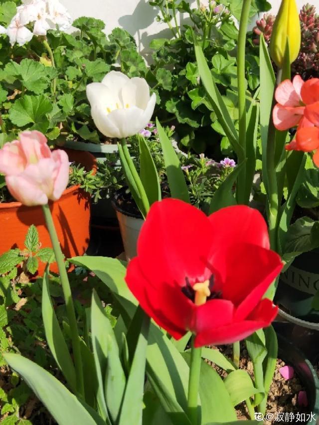 春夏秋冬四季什么花好看，这十种花几乎一年四季都开花