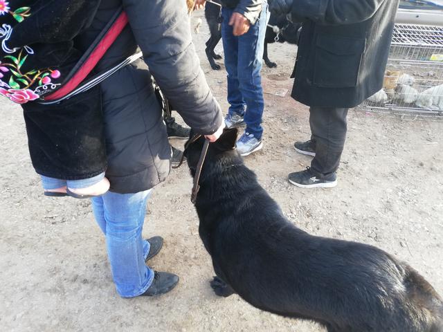 1个月黑狼犬出售，黑狼犬幼犬出售1000元买到两条（买家无奈请求卖家帮忙搬运）