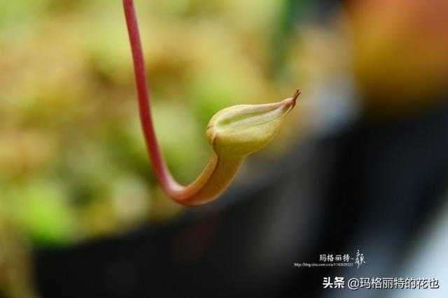 通向死亡的甜蜜诱惑，什么猪笼草是最好养（大量吸食它，可致人瘫痪、死亡）