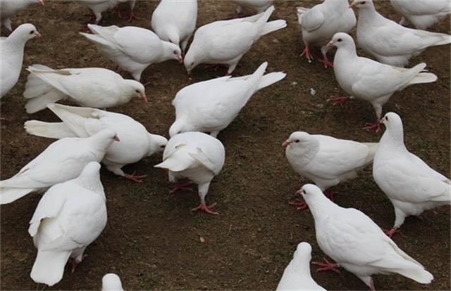 鸽子怎么养殖方法，养鸽子的技术和方法（养好鸽子的五个小技巧）