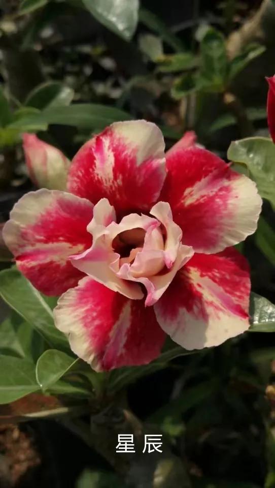 沙漠玫瑰怎么养，沙漠玫瑰的养殖方法多久能开花（真正会养的只需做5点）