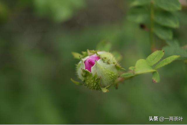 山东方言咸菜，鲁西南方言杂谈-糁的