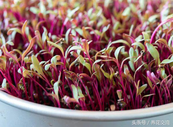7天种出新鲜诱人的微型蔬菜，在家种植蔬菜最简单的方法