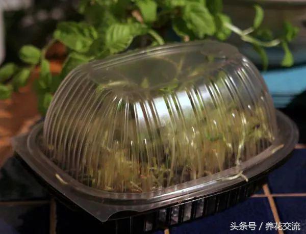 7天种出新鲜诱人的微型蔬菜，在家种植蔬菜最简单的方法