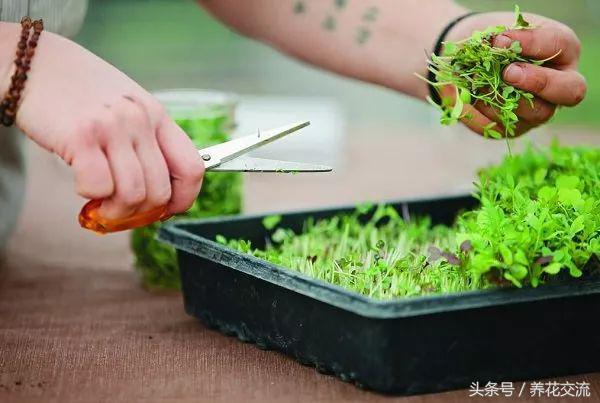 7天种出新鲜诱人的微型蔬菜，在家种植蔬菜最简单的方法