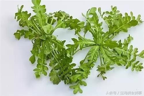 荠菜的做法大全，荠荠菜10种做法（3种做法分享给你）