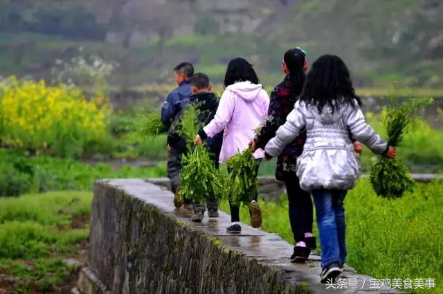 荠菜的做法大全，荠荠菜10种做法（3种做法分享给你）