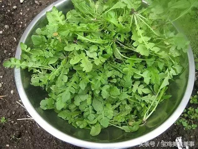 荠菜的做法大全，荠荠菜10种做法（3种做法分享给你）