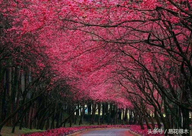 赏樱花的地方排行榜，眼下你最该去的地方