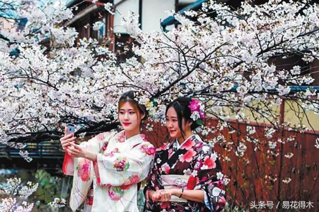赏樱花的地方排行榜，眼下你最该去的地方