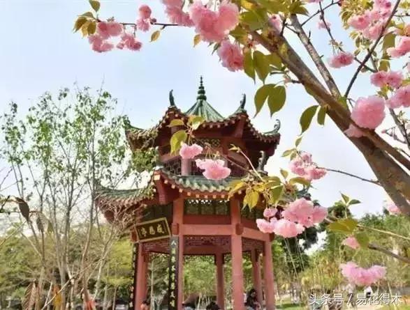 赏樱花的地方排行榜，眼下你最该去的地方