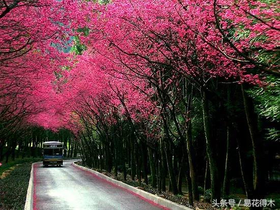 赏樱花的地方排行榜，眼下你最该去的地方