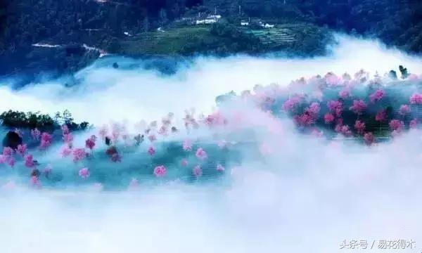 赏樱花的地方排行榜，眼下你最该去的地方