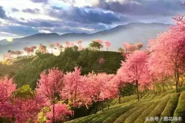 赏樱花的地方排行榜，眼下你最该去的地方