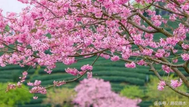 赏樱花的地方排行榜，眼下你最该去的地方