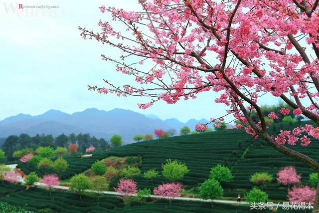 赏樱花的地方排行榜，眼下你最该去的地方