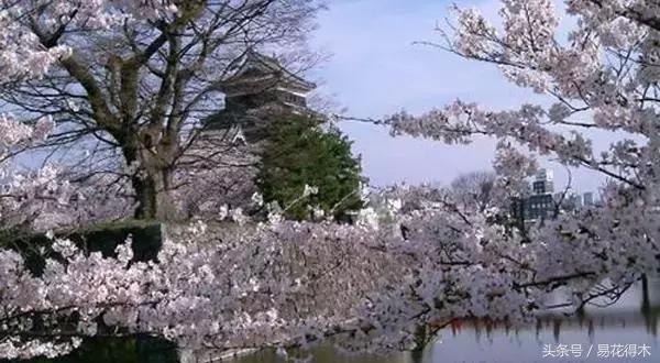 赏樱花的地方排行榜，眼下你最该去的地方
