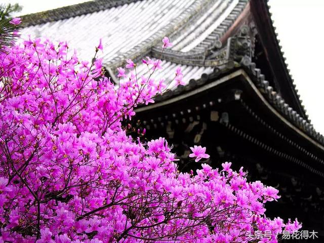 赏樱花的地方排行榜，眼下你最该去的地方