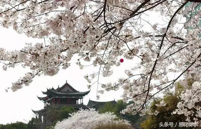 赏樱花的地方排行榜，眼下你最该去的地方