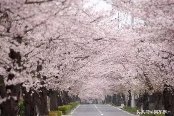 赏樱花的地方排行榜，眼下你最该去的地方