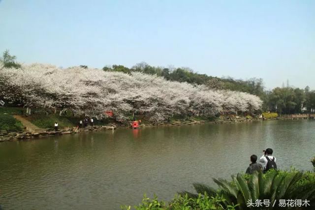 赏樱花的地方排行榜，眼下你最该去的地方