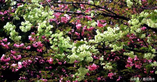 赏樱花的地方排行榜，眼下你最该去的地方