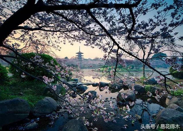 赏樱花的地方排行榜，眼下你最该去的地方