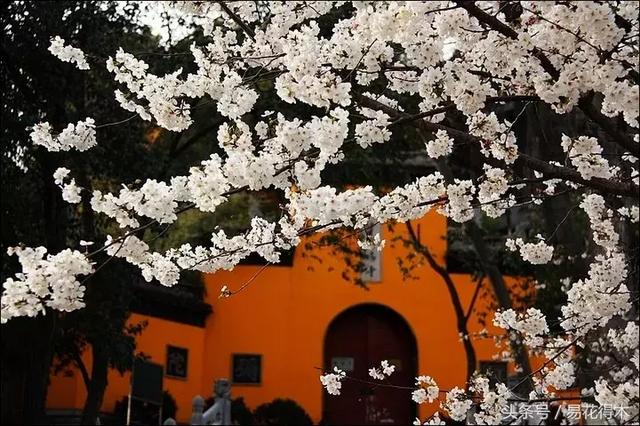 赏樱花的地方排行榜，眼下你最该去的地方