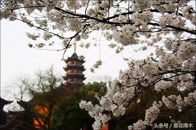 赏樱花的地方排行榜，眼下你最该去的地方