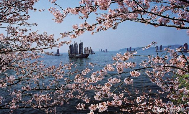 赏樱花的地方排行榜，眼下你最该去的地方