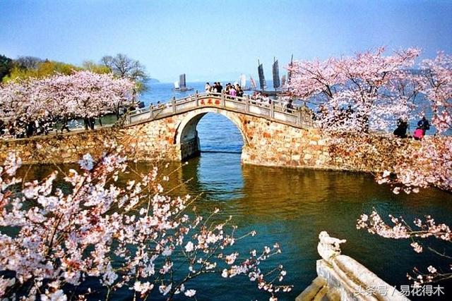 赏樱花的地方排行榜，眼下你最该去的地方