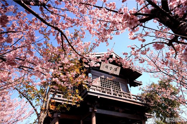 赏樱花的地方排行榜，眼下你最该去的地方