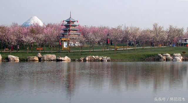 赏樱花的地方排行榜，眼下你最该去的地方
