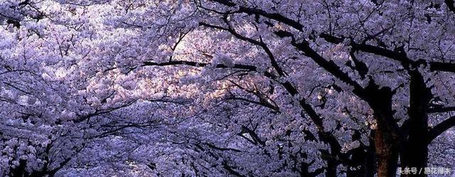 赏樱花的地方排行榜，眼下你最该去的地方