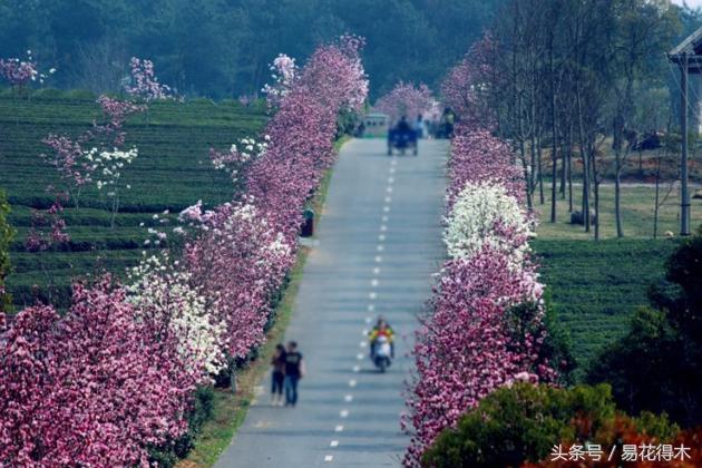 赏樱花的地方排行榜，眼下你最该去的地方