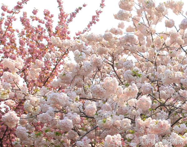 赏樱花的地方排行榜，眼下你最该去的地方