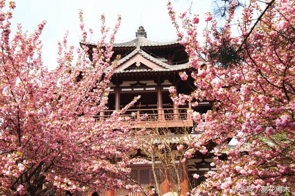 赏樱花的地方排行榜，眼下你最该去的地方