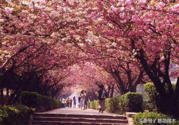 赏樱花的地方排行榜，眼下你最该去的地方